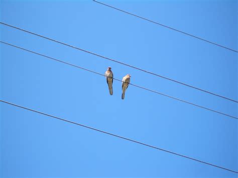 Two Birds On Wire Wallpapers - Wallpaper Cave