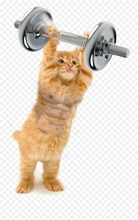 Fitness Cat Gym Dumbbell Sticker - Cat Playing With Toy Emoji,Dumbbell ...