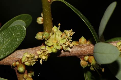 African Plants - A Photo Guide - Sideroxylon spinosum L.