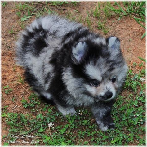 Full Grown Blue Merle Pomeranian | ubicaciondepersonas.cdmx.gob.mx