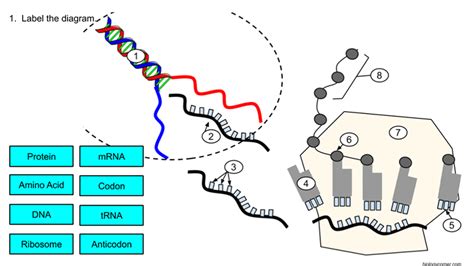 Protein Synthesis Diagram Labeled