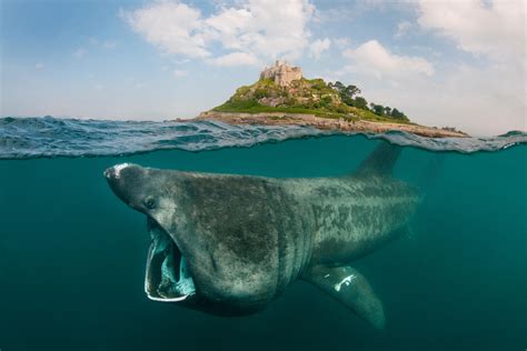 A split level digital composite showing a Basking shark (Ceterhinus ...