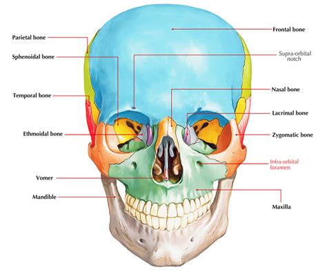 Infraorbital Foramen – Earth's Lab