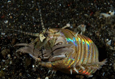 Bobbit Worm (Eunice aphroditois) Indonesia BlogOct2017 Luke Gordon ...