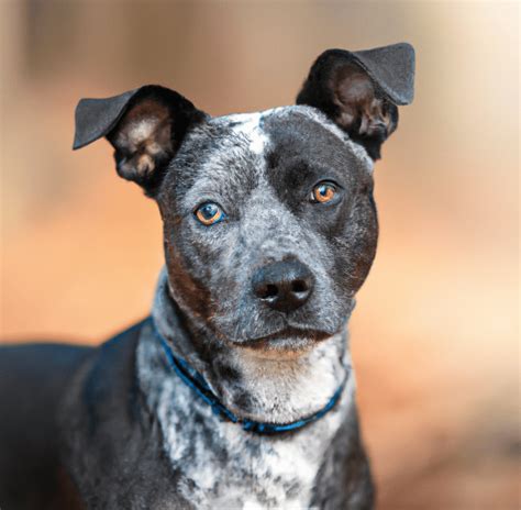 Image of a Blue Heeler Pitbull Mix | Pet Dog Owner