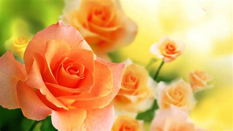 Orange Flower Wallpapers - Top Free Orange Flower Backgrounds ...