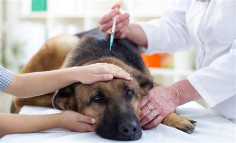 Colitis in Dogs: Why it Happens & How to Treat Dog Colitis