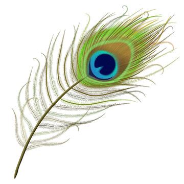 Simple Peacock Feather Sketch