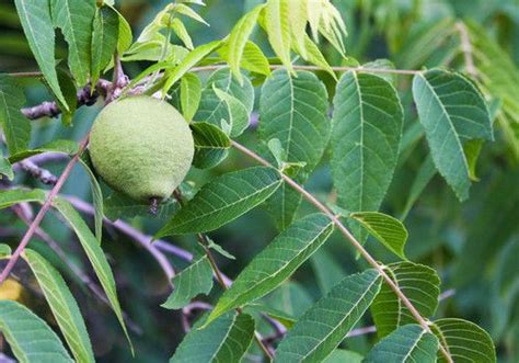 20 Edible Companion Plants for Black Walnuts | Black walnut tree ...