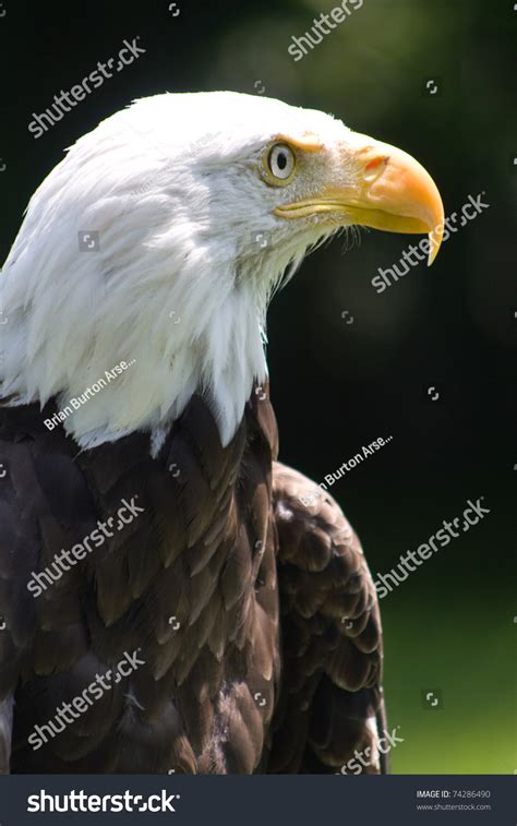 Close American Bald Eagle Stock Photo 74286490 | Shutterstock