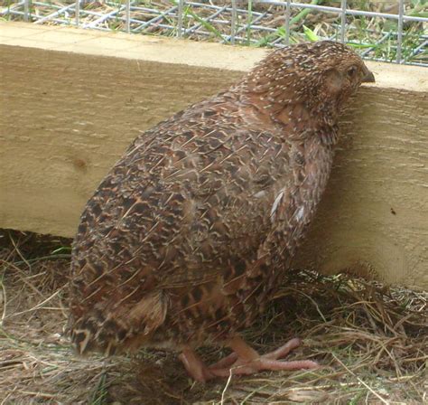 Quail Breeds | About Quail | Quails | Guide | Omlet UK