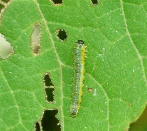 Life cycle stages of Hibiscus sawfly - Atomacera decepta - BugGuide.Net