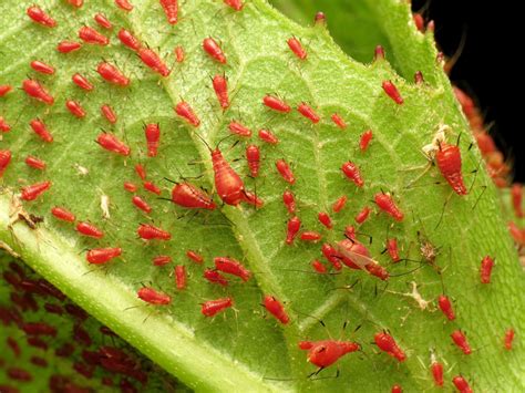 Red Aphids Pictures - AZ Animals