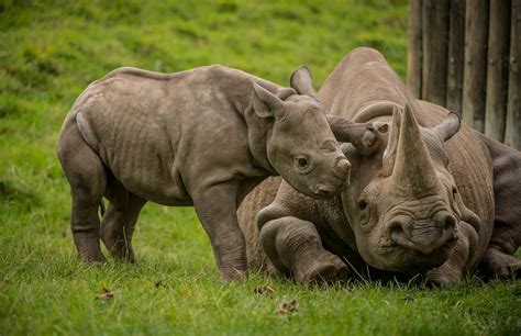 This baby rhino pestering its mum is all you need to see this World ...