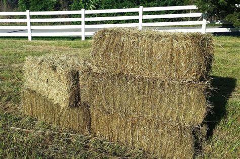 Beulah Brindlee Haymakers - Square Bale Hay, Premium Horse Quality