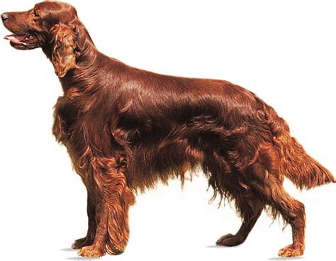 Irish Setter | Breed, History, Care, Upkeep, Temperament, Red Coat ...