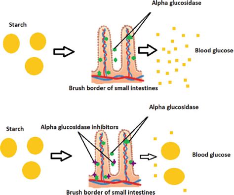 1 Mechanism of action of alpha-glucosidase inhibitors. (Source ...