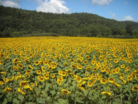 Vermont sunflowers to help provide biodiesel fuel