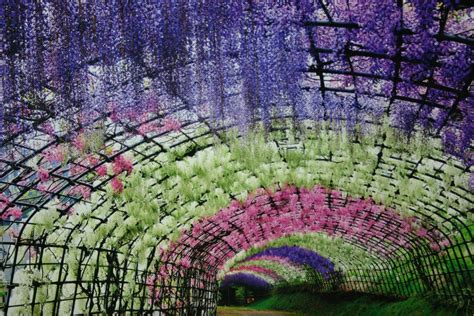 Japonya Kitakyushu Resimleri | Wisteria tunnel, Wisteria, Kitakyushu