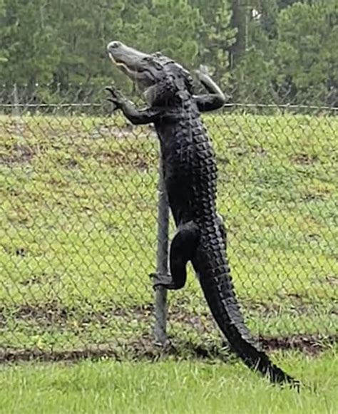 🔥 Alligator climbing over a fence in Florida : r/NatureIsFuckingLit