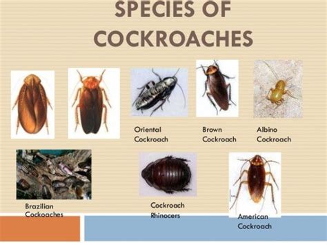 the different types of cockroaches are shown in this chart with their names