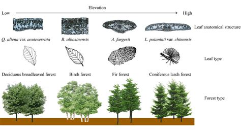 Shifts of forest types and their dominant species with different leaf ...