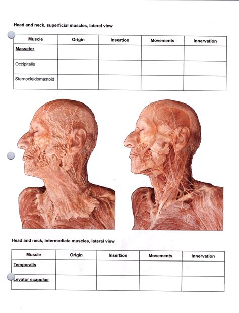 [Solved] . Muscle Origin Insertion Movements Innervation Frontalis ...