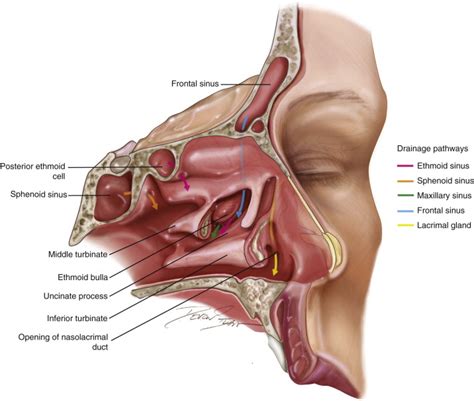 Where Do Ethmoid Sinuses Drain - Best Drain Photos Primagem.Org