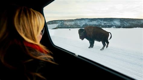 Why Did a Bison Attack Tourist at Yellowstone National Park?