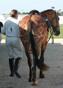 Giraffe Horse Costume - Best Horse Costume Ever! Oko Konia browbands ...