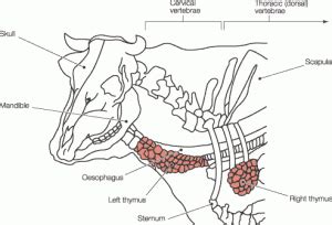 Sweetbreads 101: Nutrition, Benefits, and Recipes - Dr. Robert Kiltz