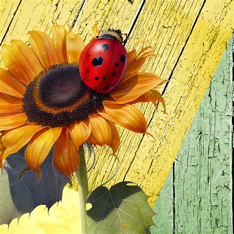 Ladybug Sunflower Free Stock Photo - Public Domain Pictures