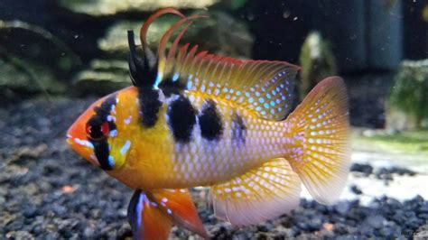 Ram Cichlids: Characteristics, types, care and more...