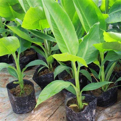 100pcs/Dwarf/Banana/Tree Seeds Mini Bonsai Plant Exotic Rare Fruits ...