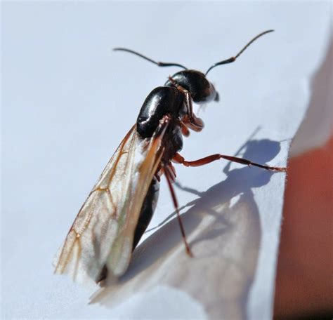 How To Tell Winged Termites From Flying Ants | Carolina Pest Control