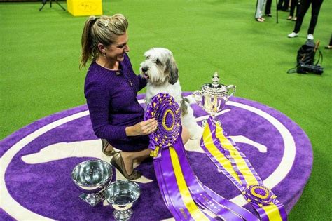 Dog named Buddy Holly is first of its breed to win Westminster show ...