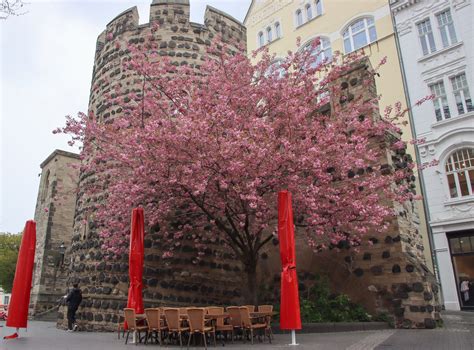 CHERRY BLOSSOMS IN BONN – The Twirling Traveler