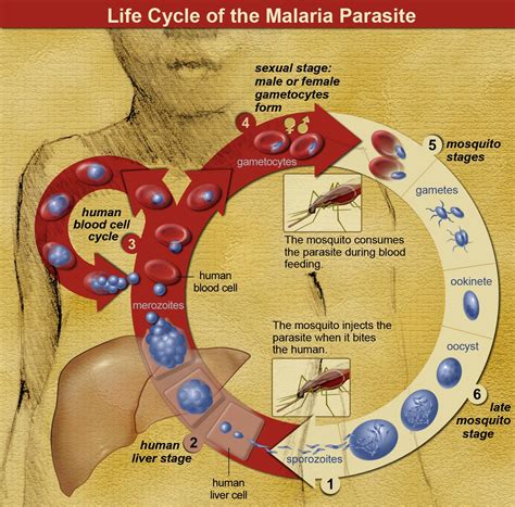 Malaria, Life Cycle of the Malaria Parasite - Entomology Today