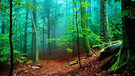 HD Forest Wallpapers, Animated HD Forest Image, #17225