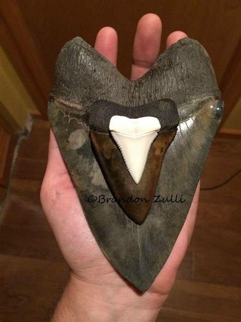 Megalodon Vs. Great White Tooth Size - FossilEra.com