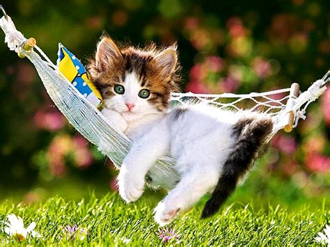 Summer Cat Wallpaper Images (48+ images)