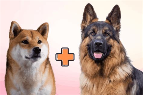 Shiba Inu German Shepherd Mix: All You Need to Know – The German Shepherder