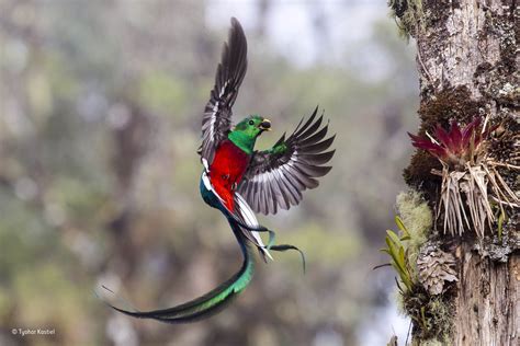 Resplendent delivery | Wildlife Photographer of the Year | Natural ...