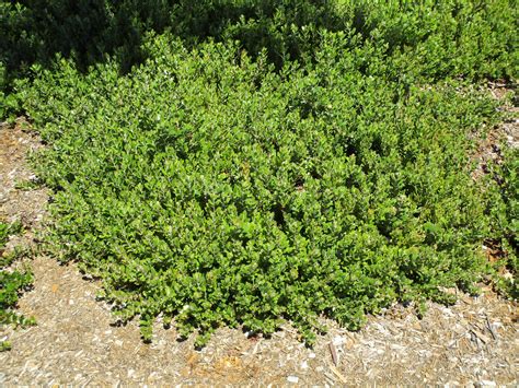 Arctostaphylos edmundsii Carmel Sur - Linda Vista Native Plants