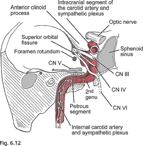 Advanced Endoscopic Sinonasal Dissection | Ento Key