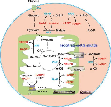 Metabolic sources of NADP(H) and the cytosolic/mitochondrial NADPH ...