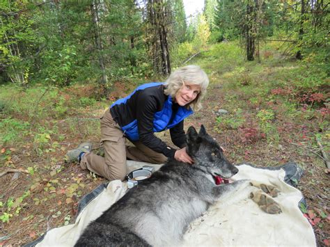 Conservation Speaker Series - 40 Years of Wolf Recovery in Montana ...