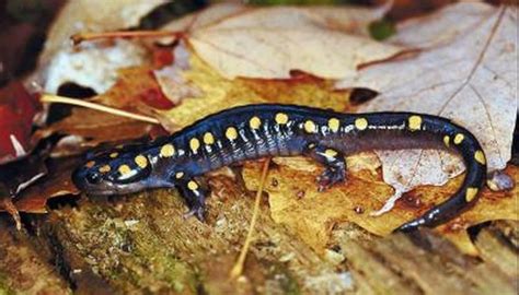 Natural Habitat of the Yellow Spotted Salamander | Animals - mom.me