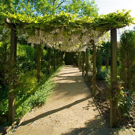 The Best Plants To Compliment Your Pergola | QLD Building Repairs