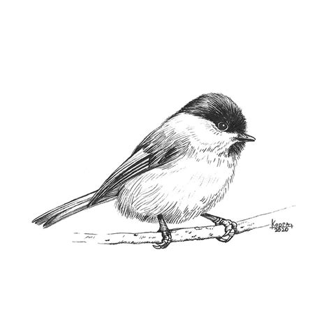 Bird Chickadee Art Original Drawing Bird ink Chickadee | Etsy